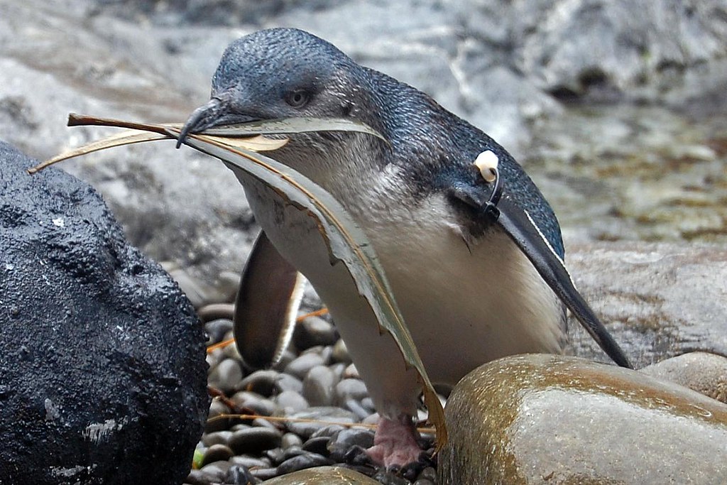 Penguin with food