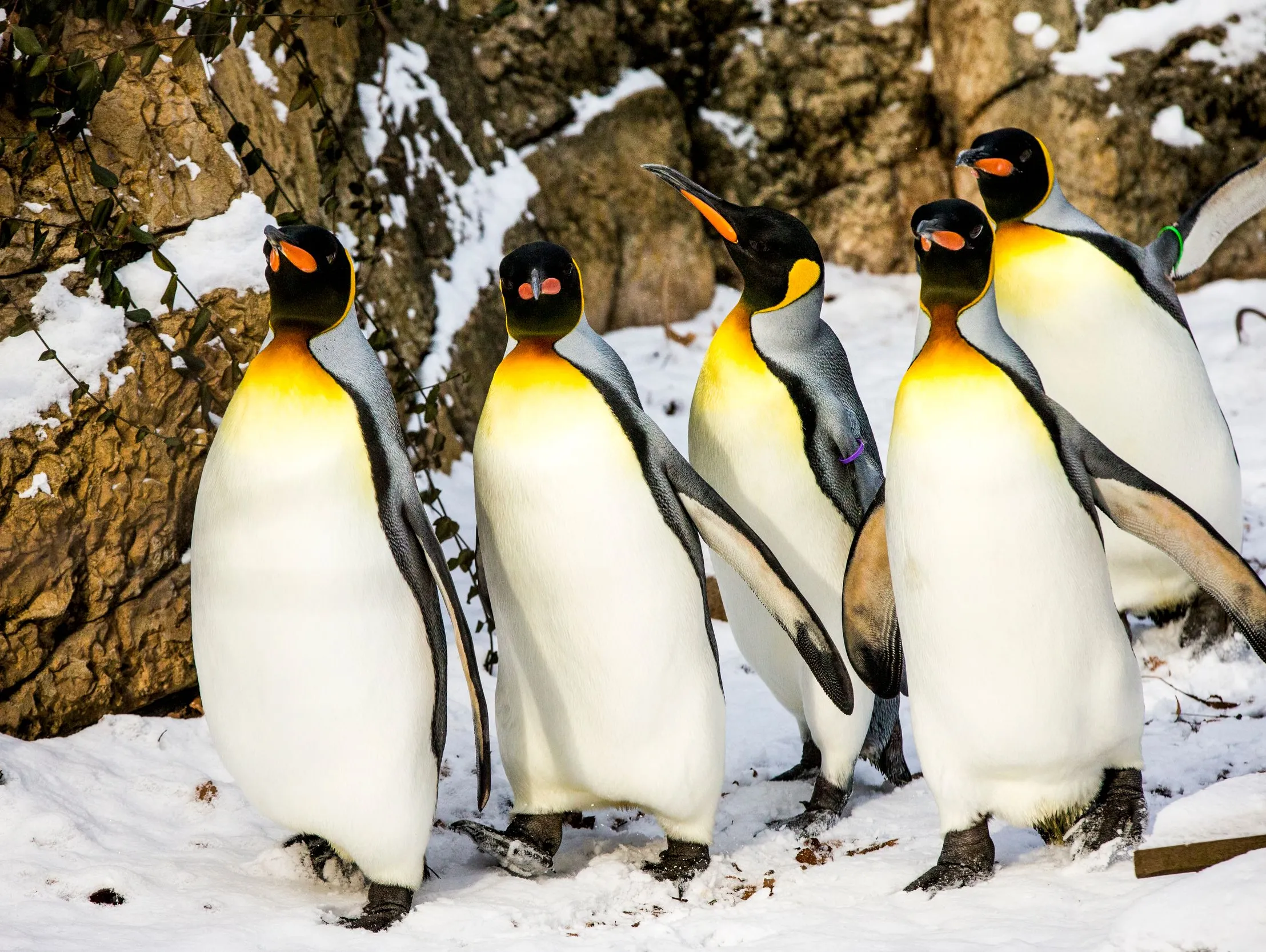 Penguins