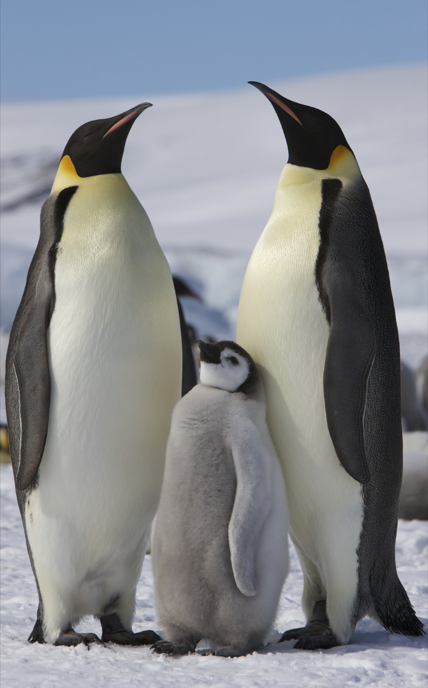 tall penguins and child